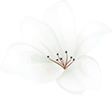https://annadacouture.com/wp-content/uploads/2020/12/home_04_flower_01.png